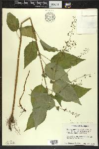 Circaea canadensis image