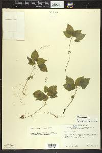 Circaea alpina image