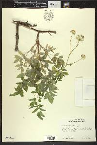 Aralia hispida image