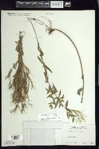 Epilobium strictum image