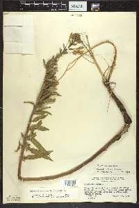 Oenothera oakesiana image