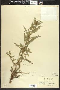 Ludwigia polycarpa image