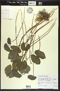 Jeffersonia diphylla image