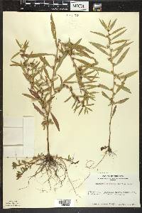 Ludwigia polycarpa image