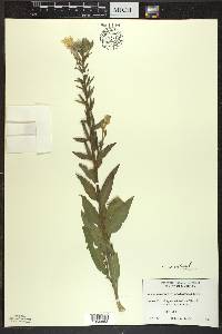 Oenothera parviflora image