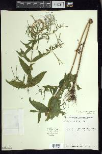 Epilobium × wisconsinense image