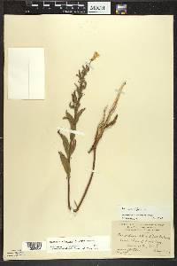 Oenothera oakesiana image