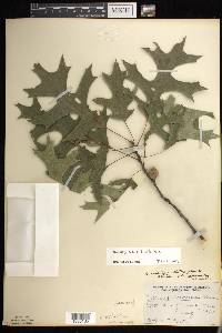 Quercus × palaeolithicola image