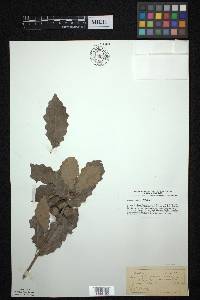 Quercus prinoides image