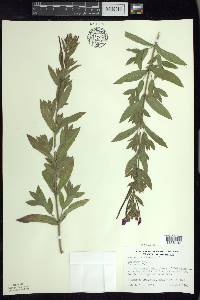 Epilobium hirsutum image