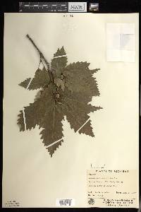 Image Associated With the Occurence