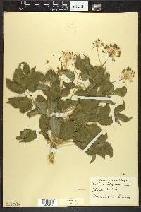 Aralia hispida image