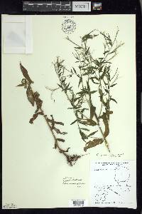 Epilobium × wisconsinense image