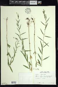 Epilobium leptophyllum image