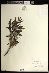 Image Associated With the Occurence