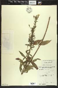 Oenothera parviflora image