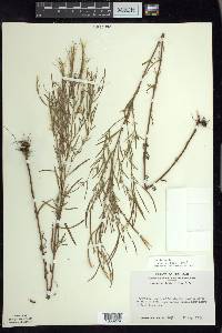 Epilobium leptophyllum image