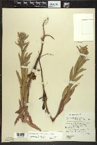 Oenothera oakesiana image