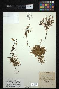 Quercus prinoides image