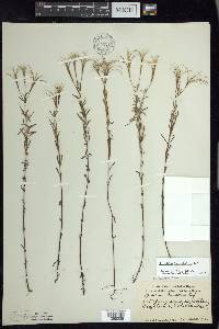 Epilobium leptophyllum image