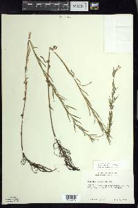 Epilobium leptophyllum image