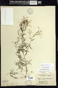 Epilobium leptophyllum image