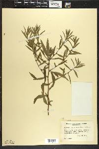 Ludwigia polycarpa image