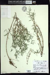 Epilobium leptophyllum image