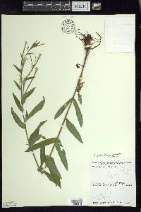 Epilobium parviflorum image