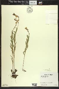 Oenothera perennis image