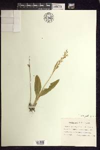 Liparis loeselii image