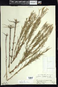 Epilobium leptophyllum image