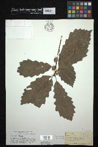 Quercus prinoides image