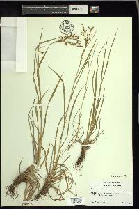 Scirpus pendulus image