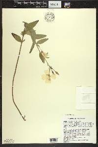 Oenothera pilosella image
