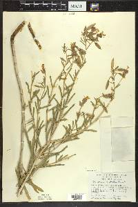 Oenothera nuttallii image