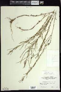 Epilobium leptophyllum image