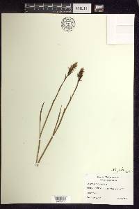 Spiranthes romanzoffiana image