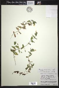 Erythranthe moschata image