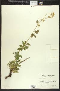 Aralia hispida image