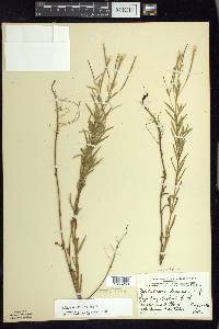 Epilobium leptophyllum image