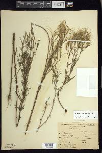 Epilobium leptophyllum image