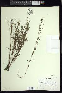 Epilobium leptophyllum image