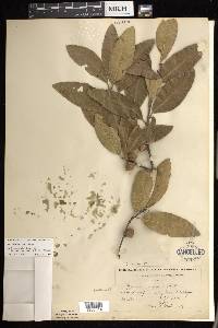 Quercus imbricaria image