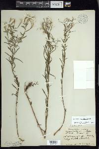 Epilobium leptophyllum image