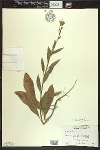 Oenothera parviflora image