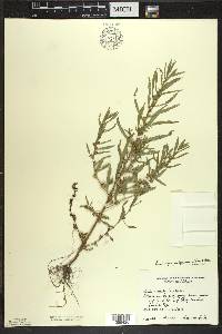 Ludwigia polycarpa image