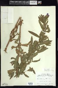 Epilobium hirsutum image