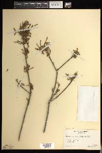 Quercus prinoides image