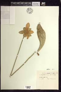 Sarracenia purpurea f. heterophylla image